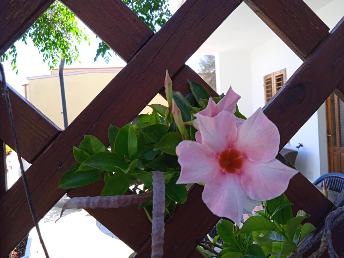 Guest House Oleandro Santa Maria Navarrese Exterior photo